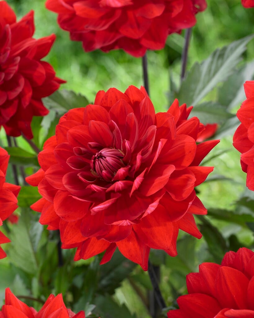 dahlia 'Karma Amora'