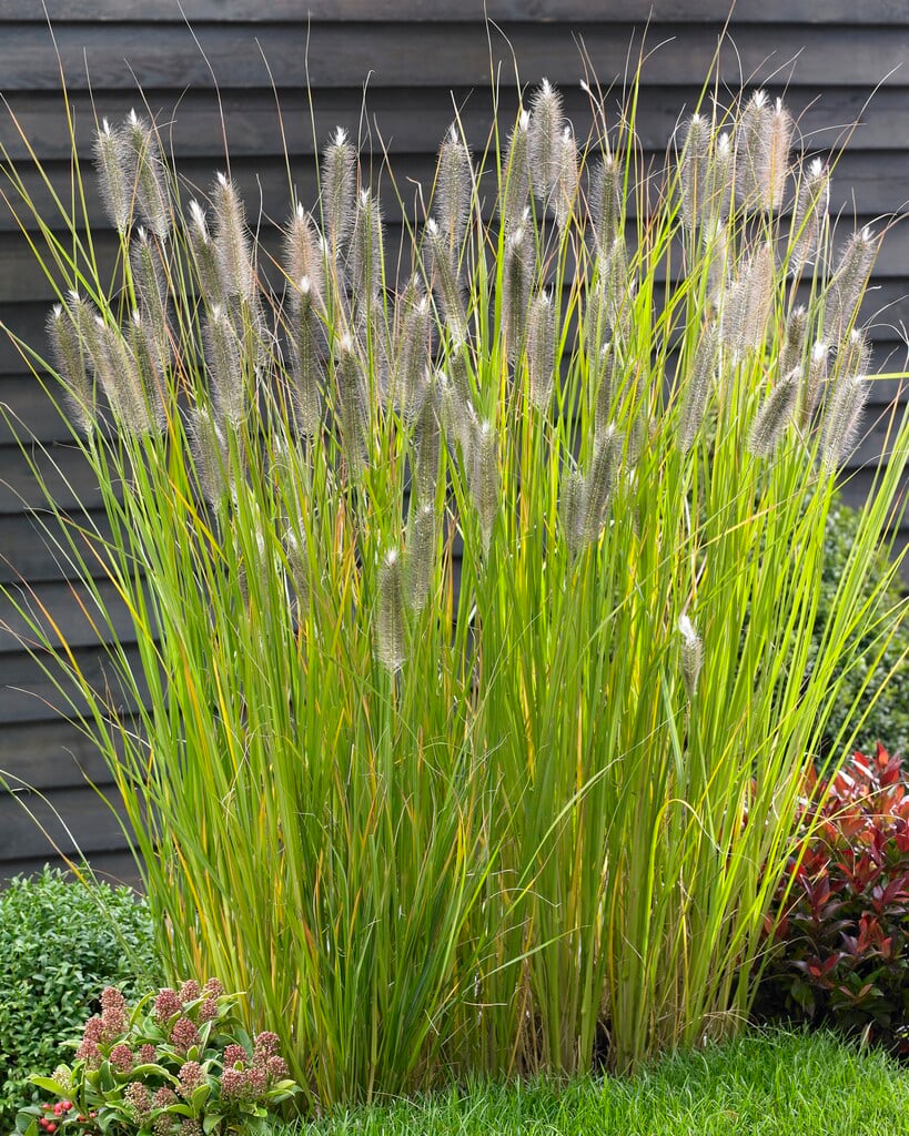 Chinese fountain grass 'Magic'