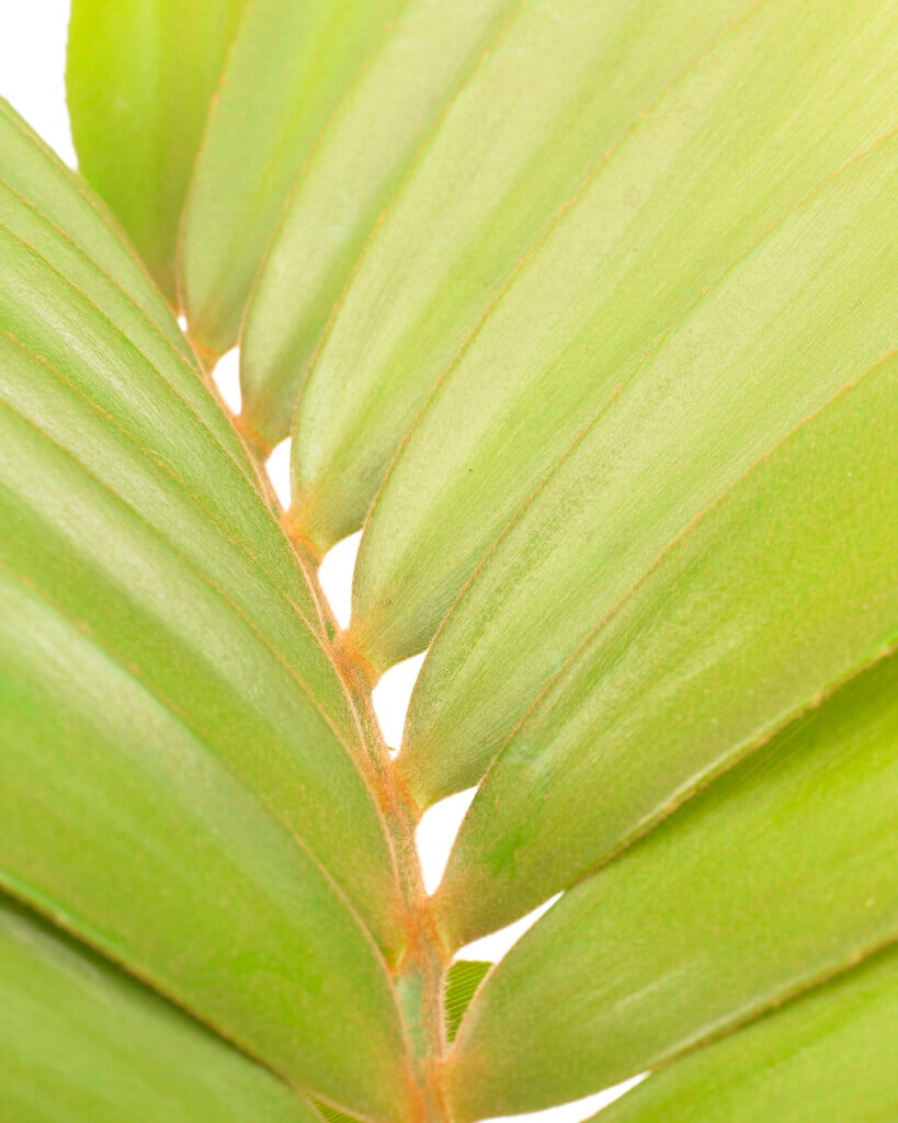 cardboard palm