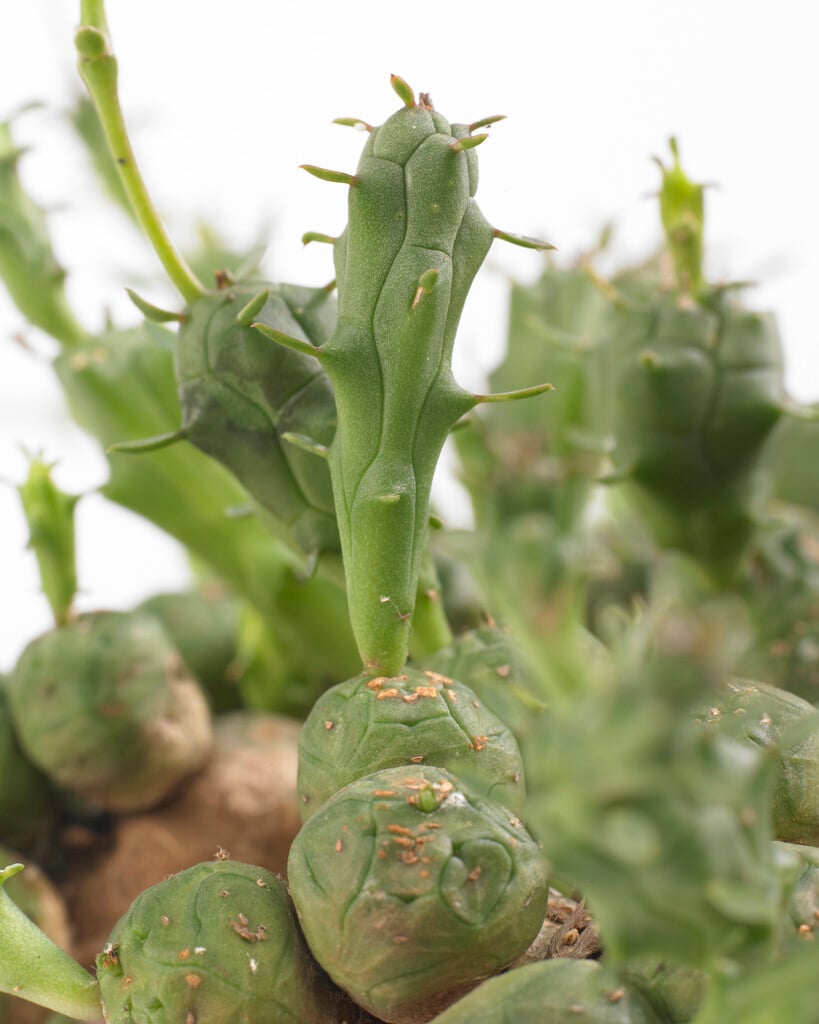 <i>Euphorbia</i> <i>globosa</i>