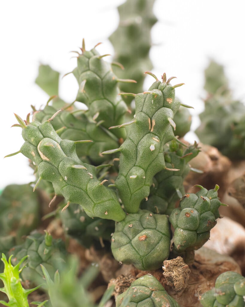 <i>Euphorbia</i> <i>globosa</i>