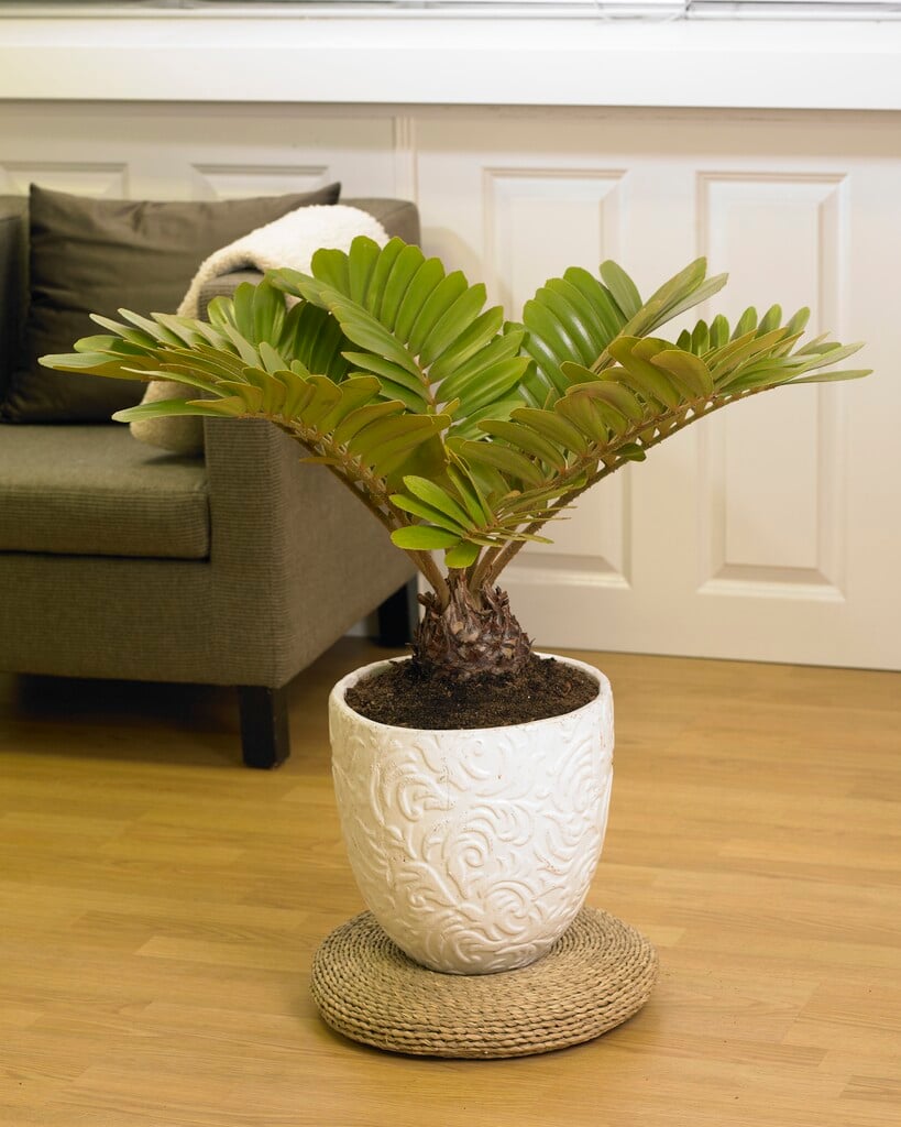 cardboard palm