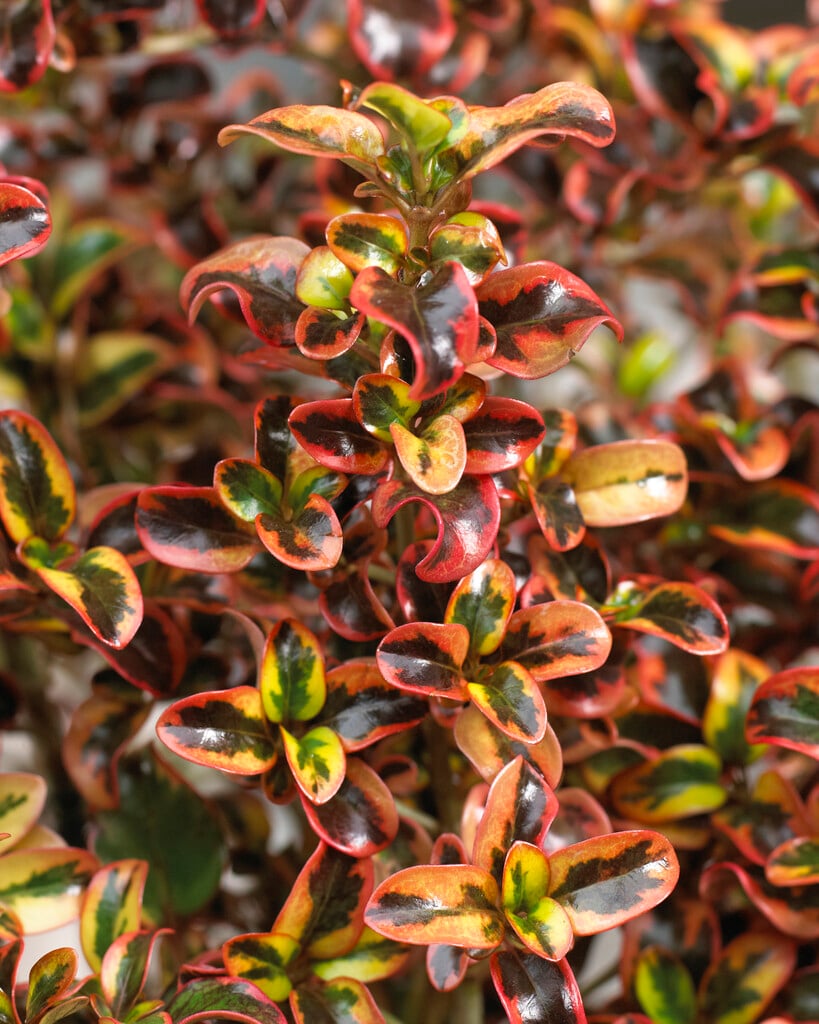 looking-glass plant 'Inferno'