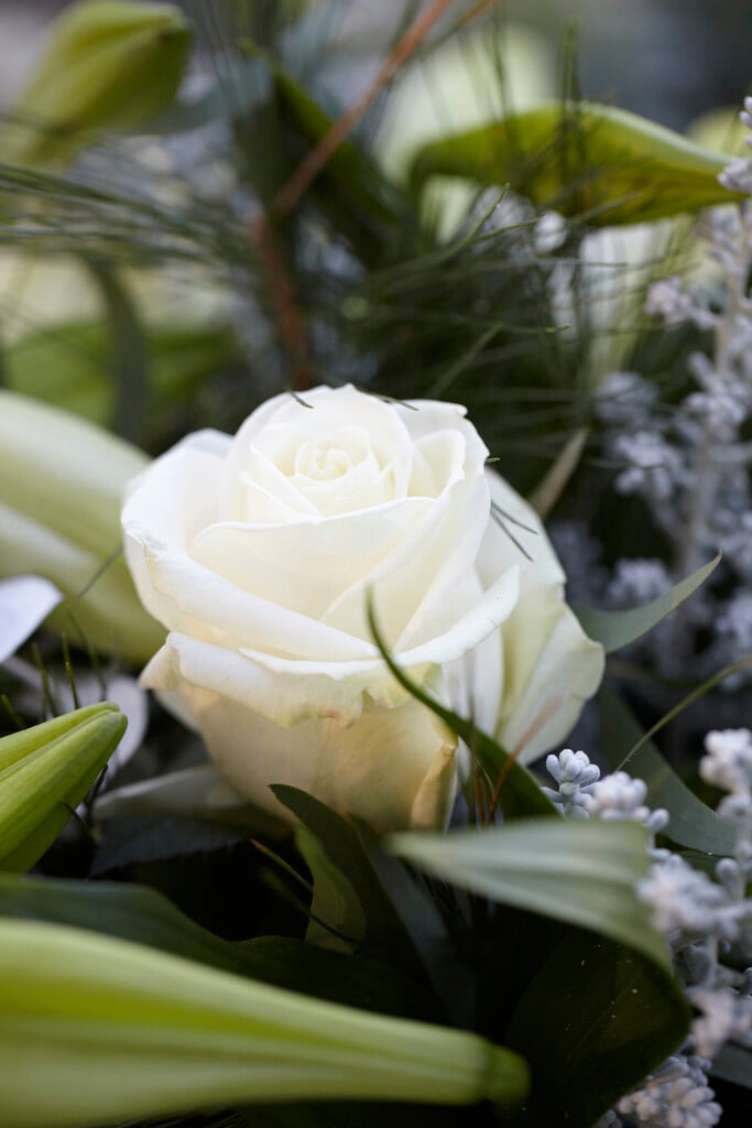 rose [Avalanche]
