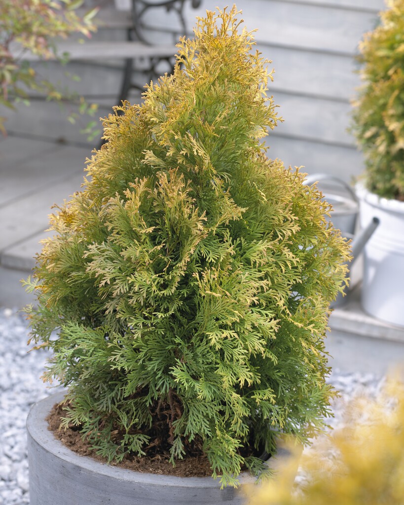 <i>Thuja</i> <i>occidentalis</i> 'Golden Anne'