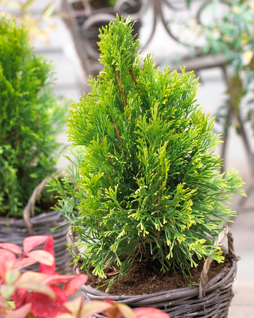 white cedar [Golden Smaragd]