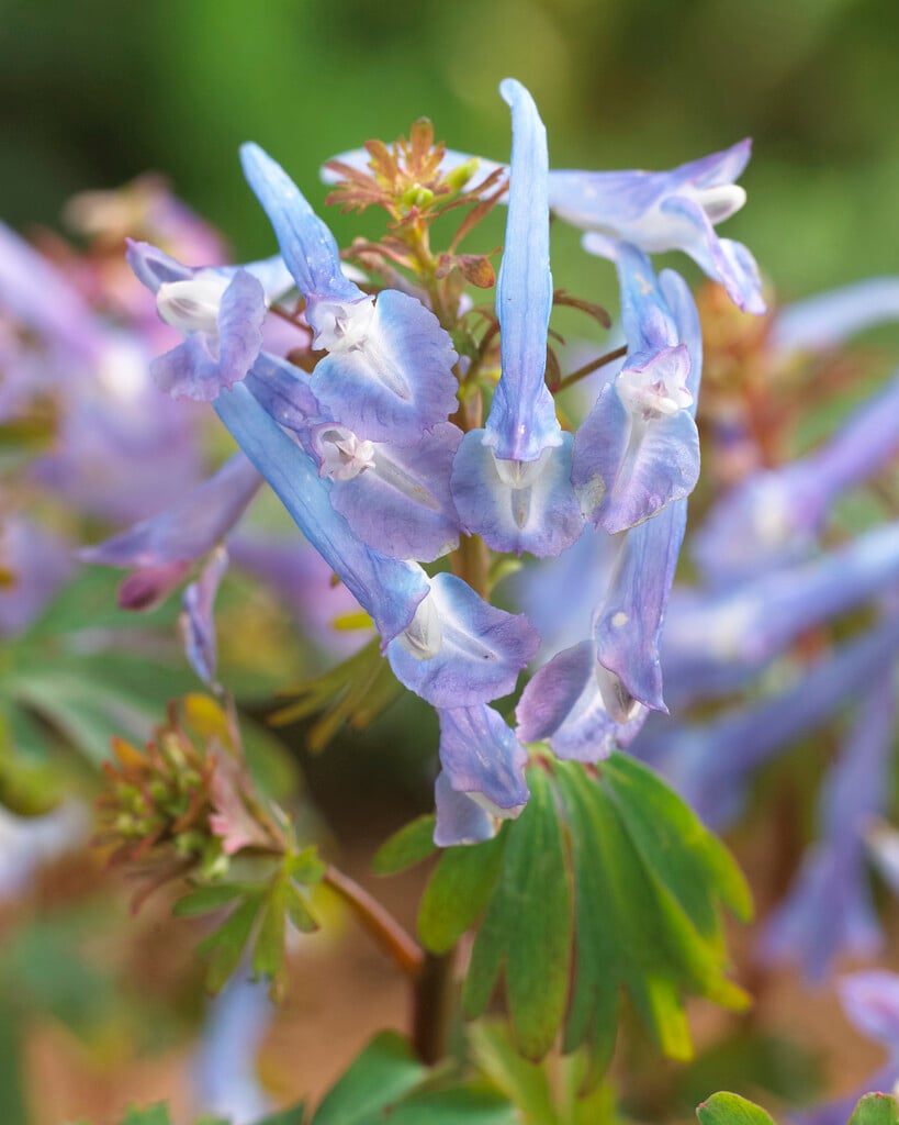 corydalis 'Spinners'