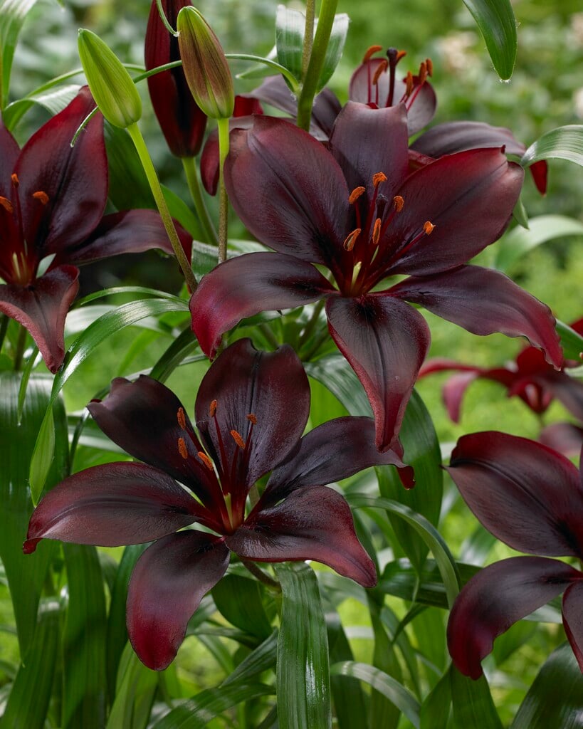 lily 'Mapira'