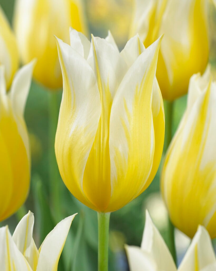 tulip 'Budlight'