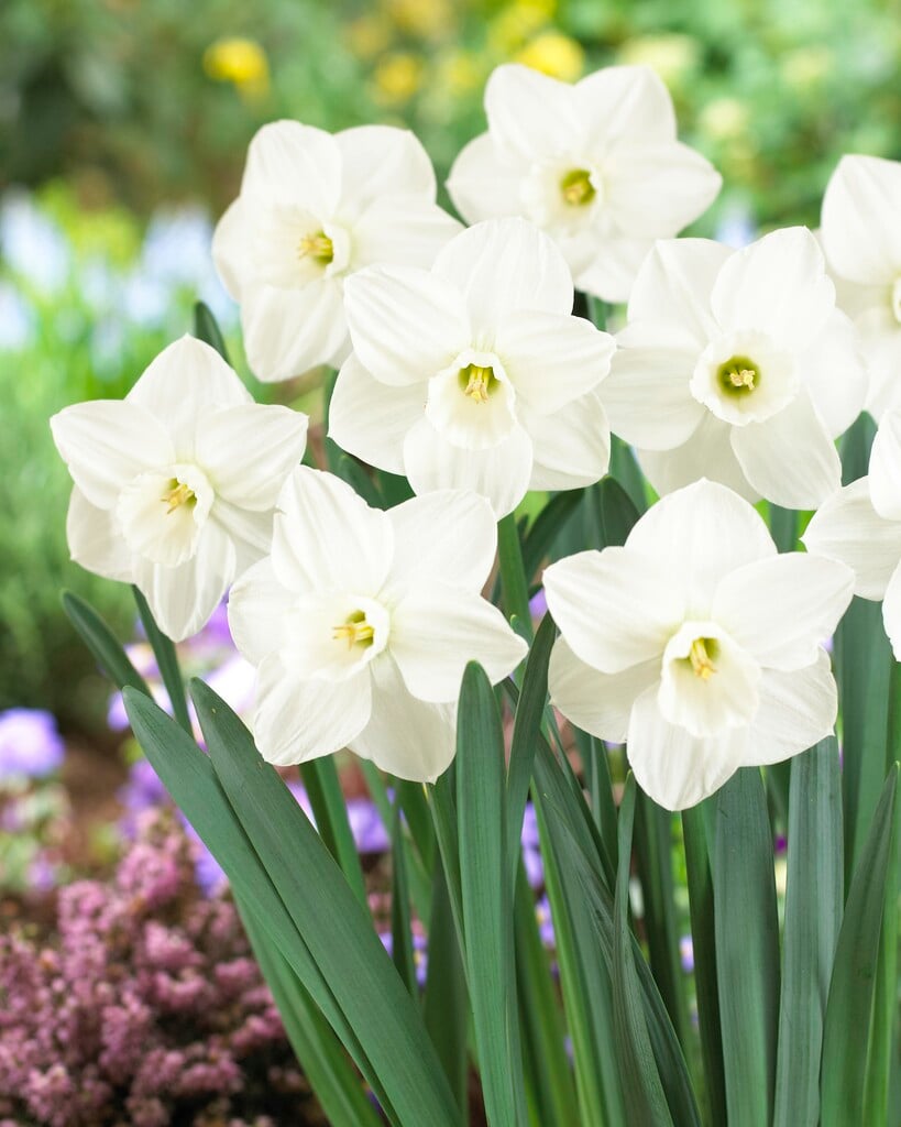 daffodil 'Snowboard'