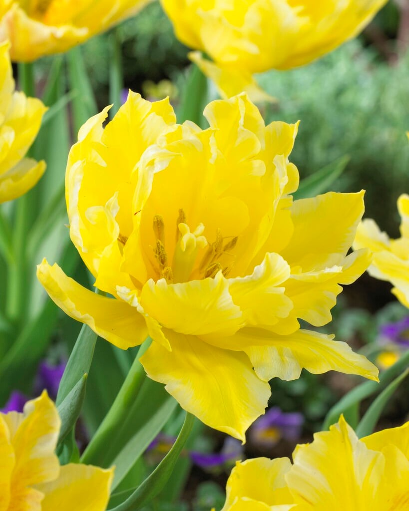 tulip 'Monte Sweet'