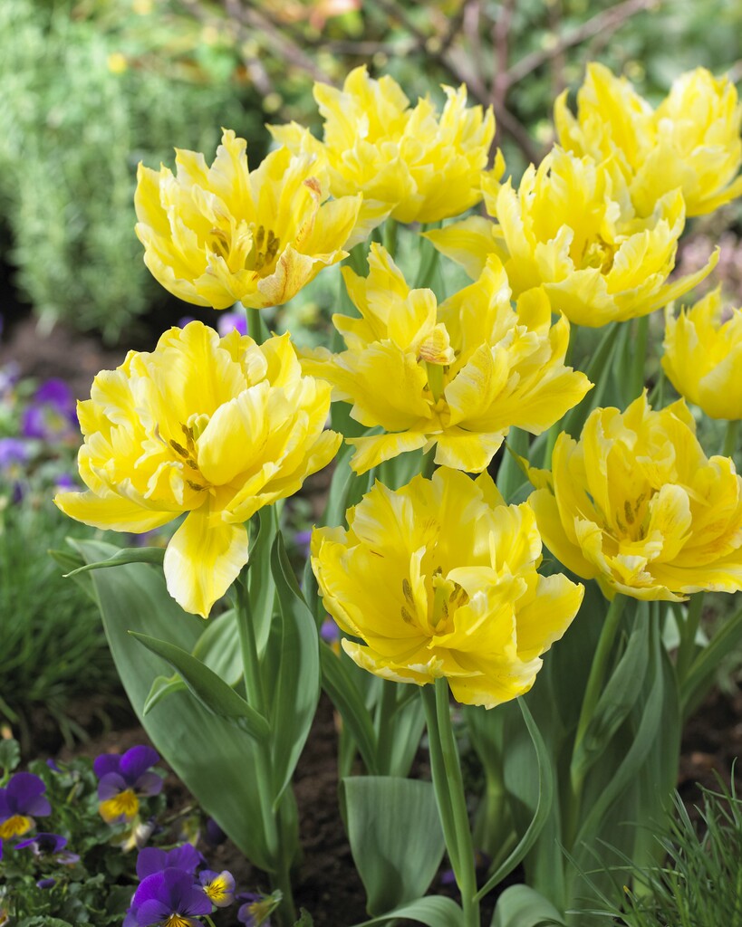 tulip 'Monte Sweet'