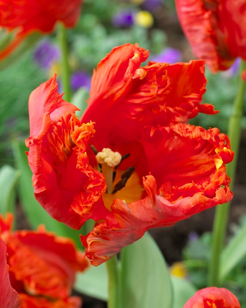 tulip 'Ego Parrot'