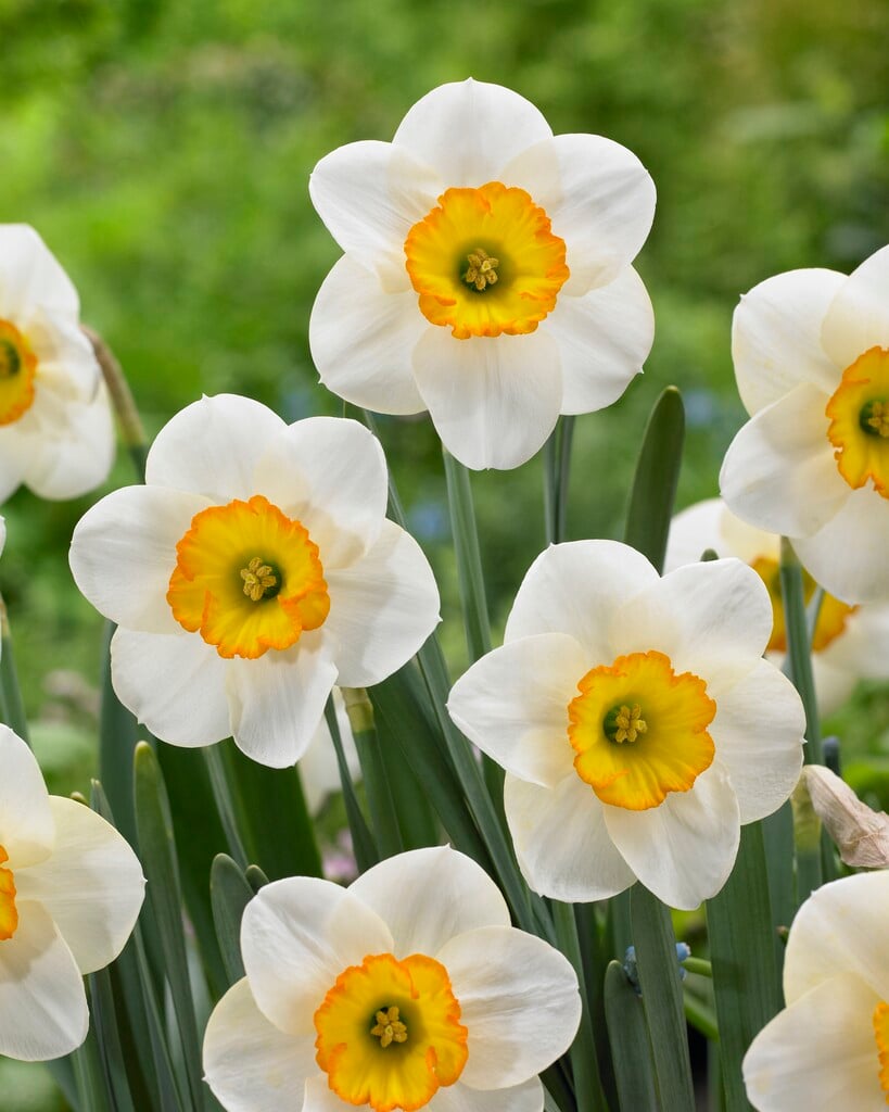daffodil 'Ringtone'