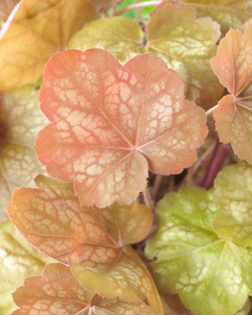 alum root 'Brown Sugar'