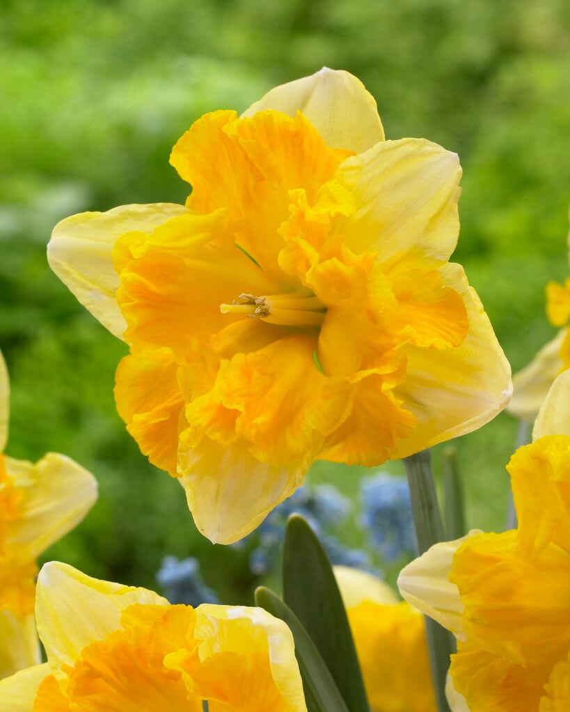 daffodil 'Blazing Starlet'