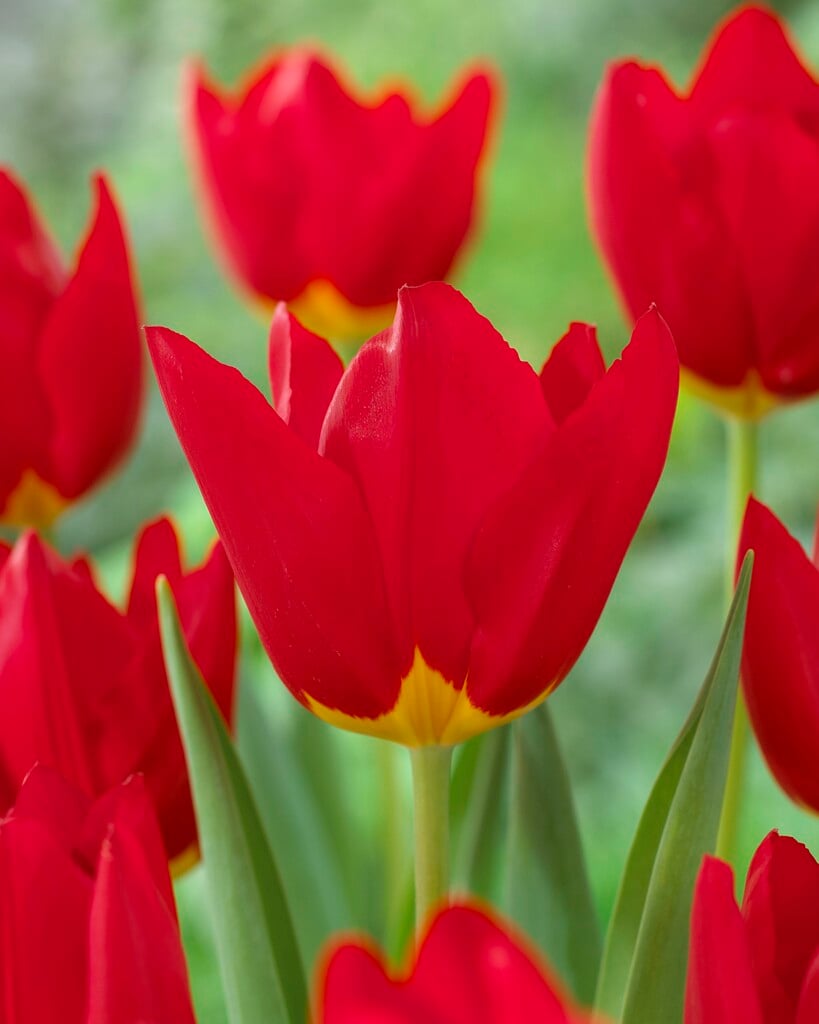 tulip 'Wisley'