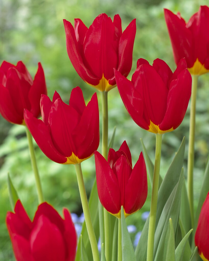tulip 'Wisley'