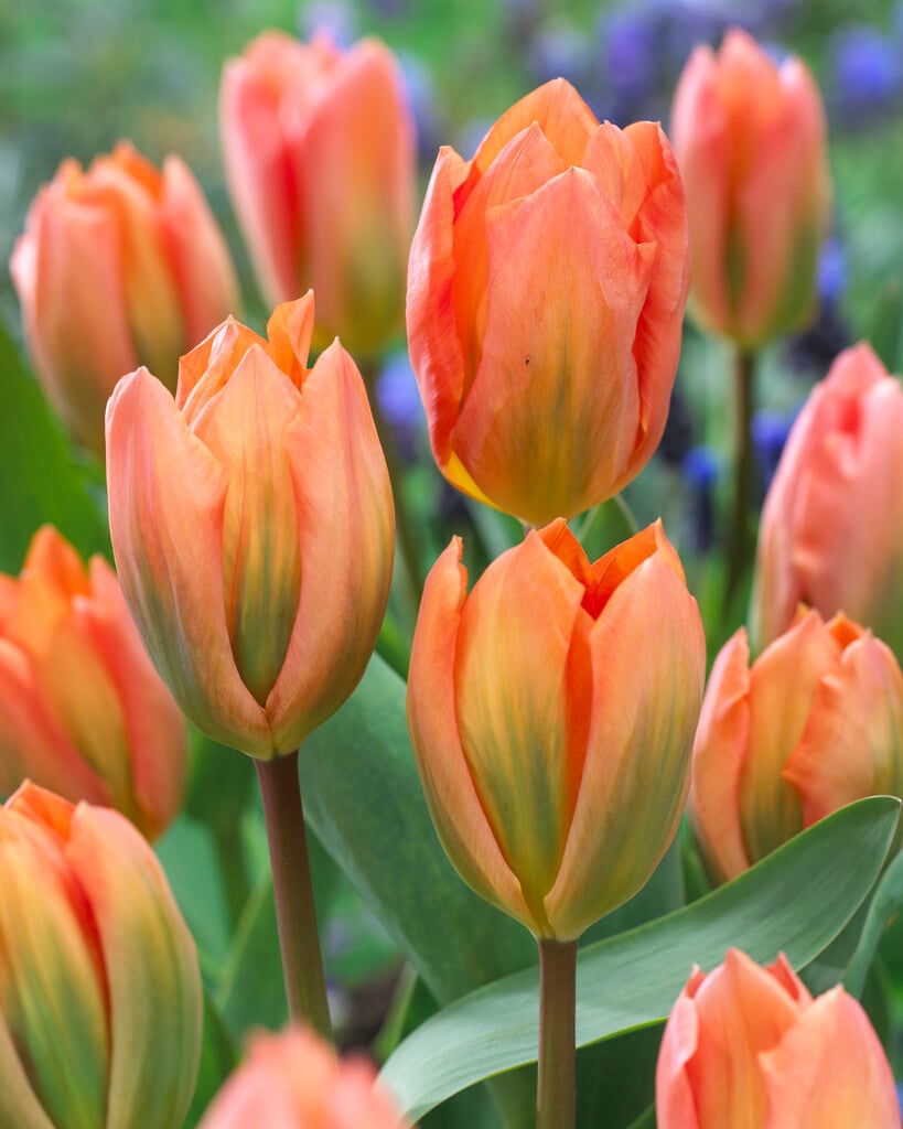 tulip 'Apricot Emperor'