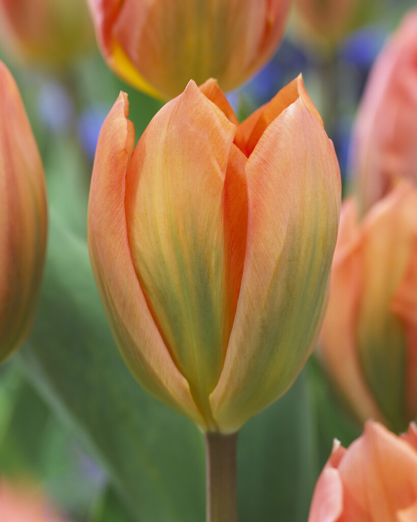 tulip 'Apricot Emperor'