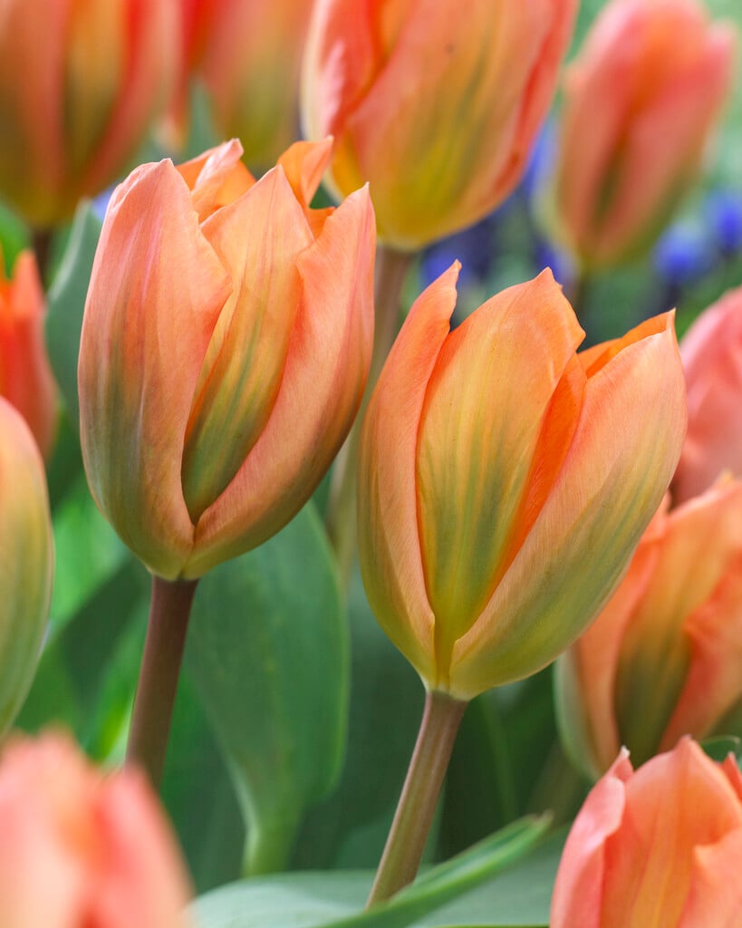 tulip 'Apricot Emperor'