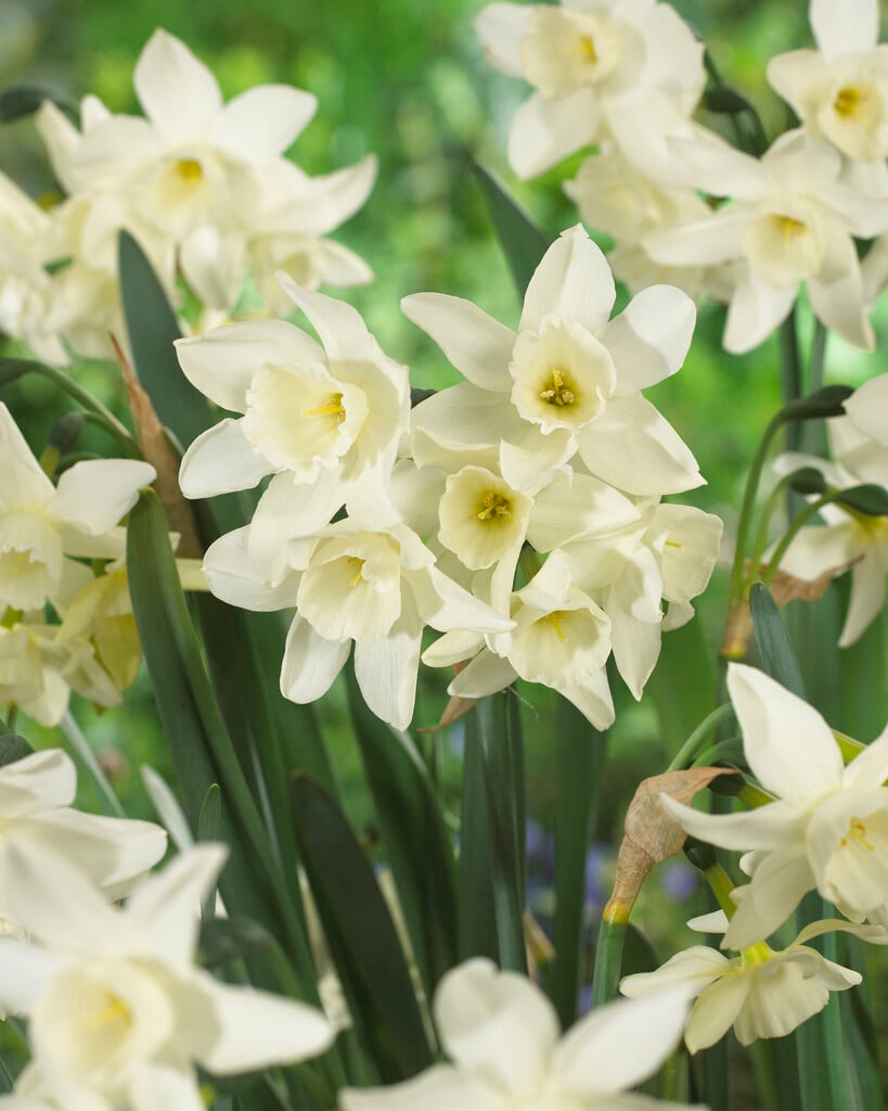 daffodil 'Starlight Sensation'
