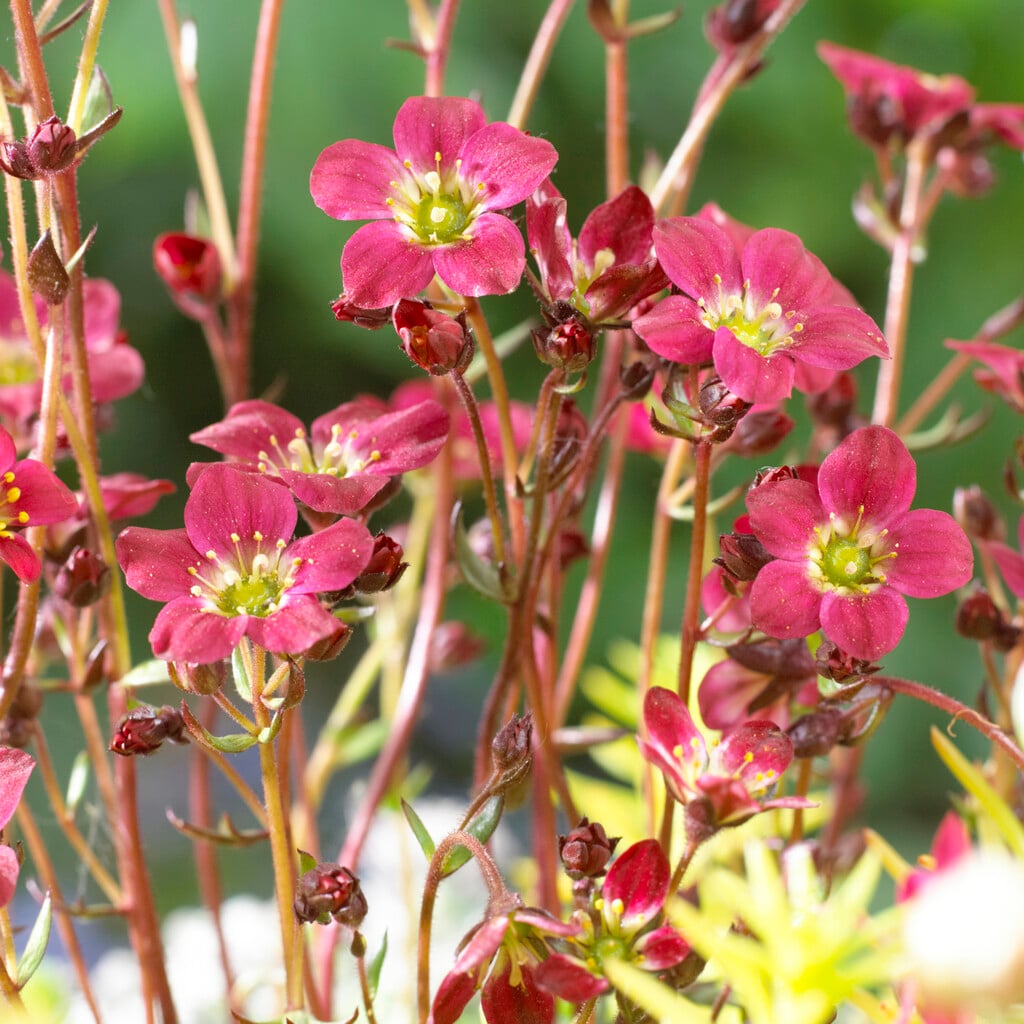 <em>Saxifraga</em> × <em>arendsii</em> (15)