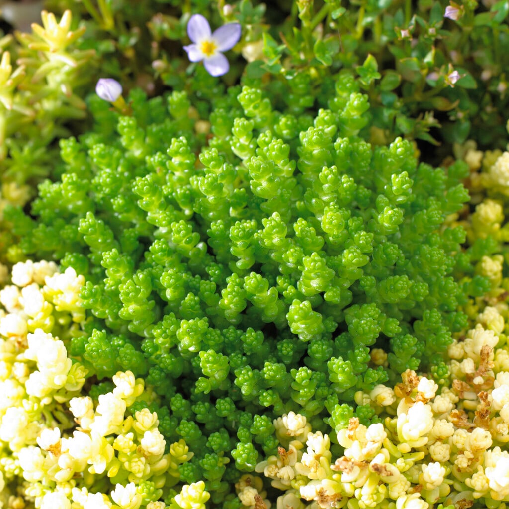 <em>Sedum</em> <em>acre</em> 'Minus'