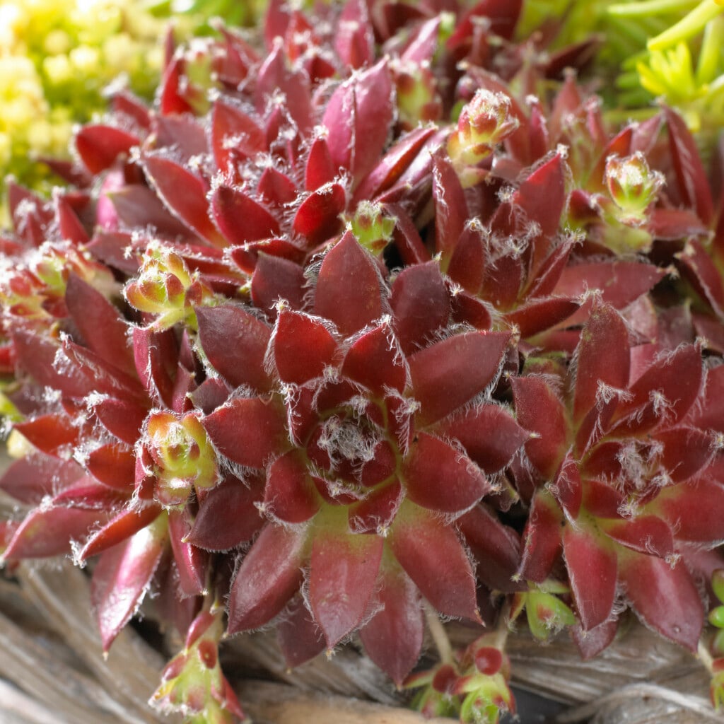 houseleek 'Silver Jubilee'