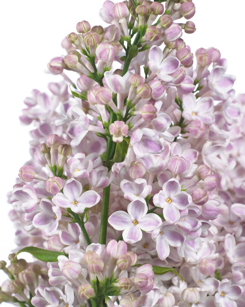 lilac 'Lila Wonder'