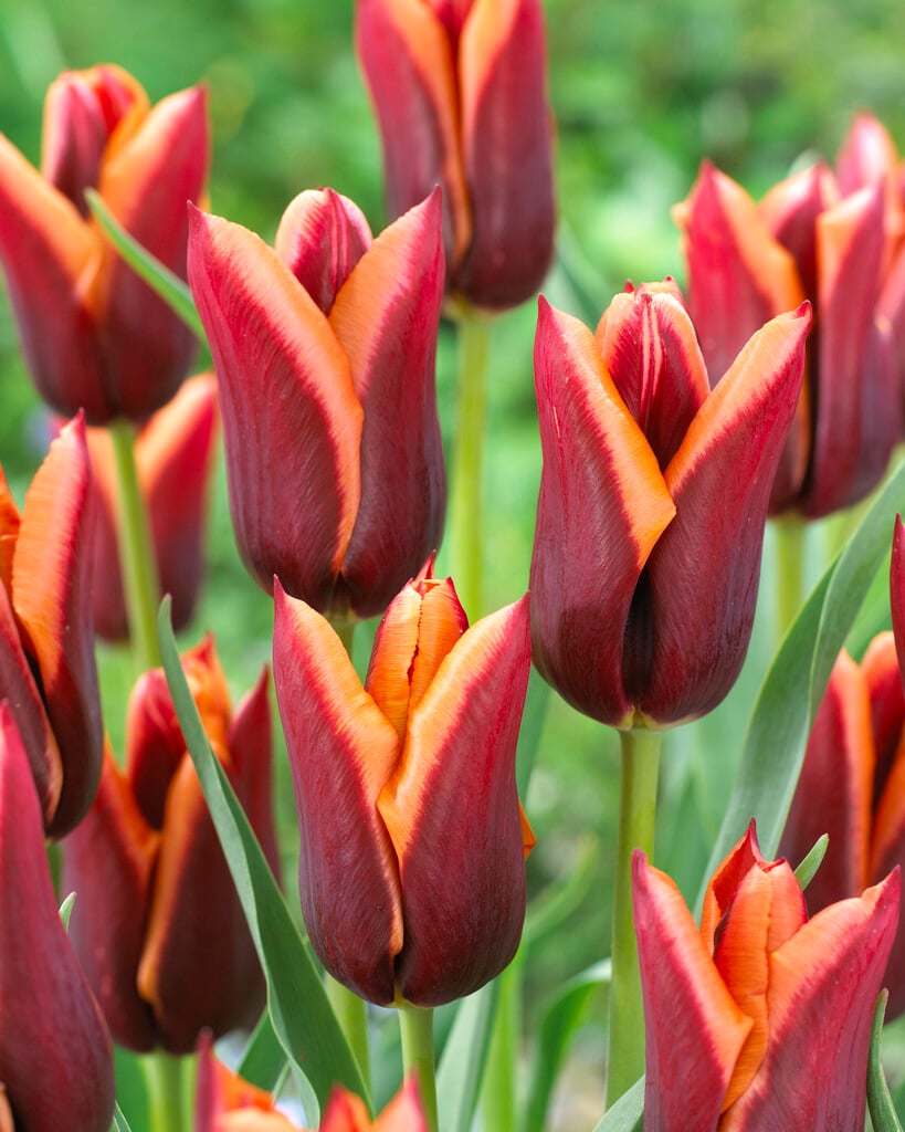 tulip 'Slawa'
