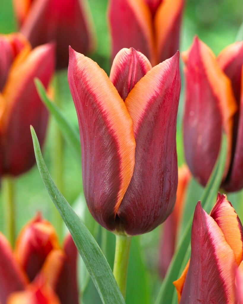 tulip 'Slawa'