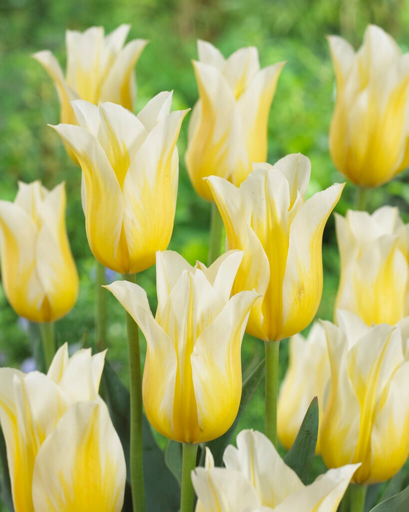 tulip 'Budlight'