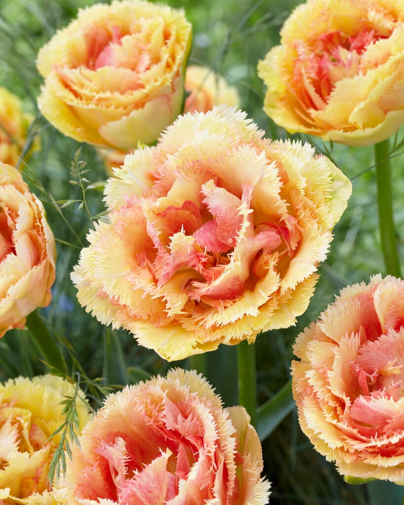 tulip 'Vaya con Dios