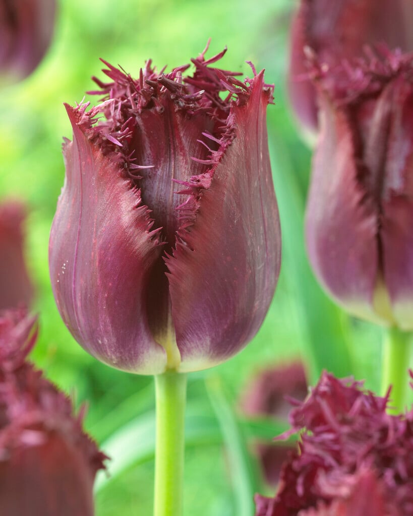 tulip 'Bulldog'
