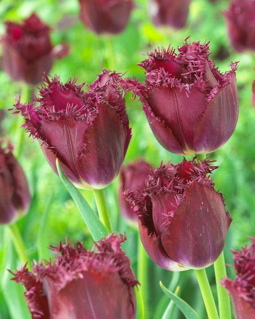 tulip 'Bulldog'