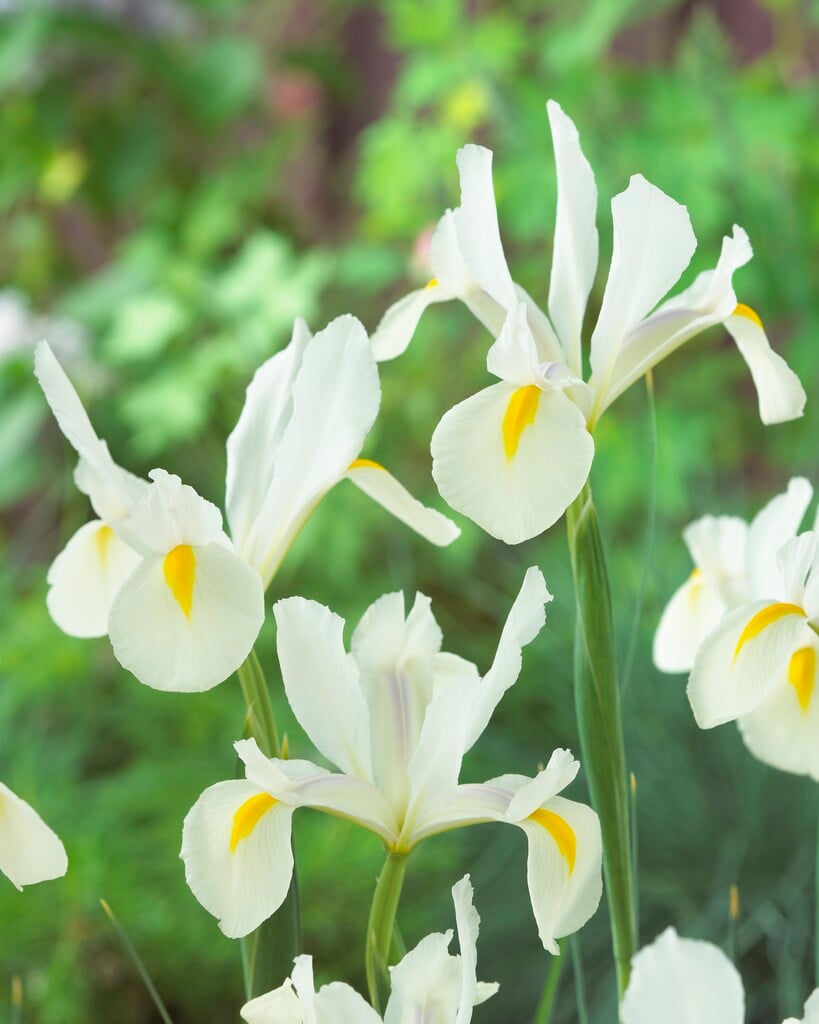 iris 'White van Vliet'