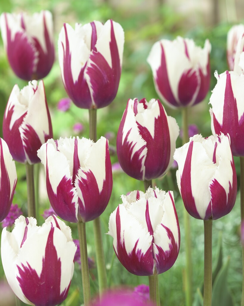 tulip 'Flaming Baltic'