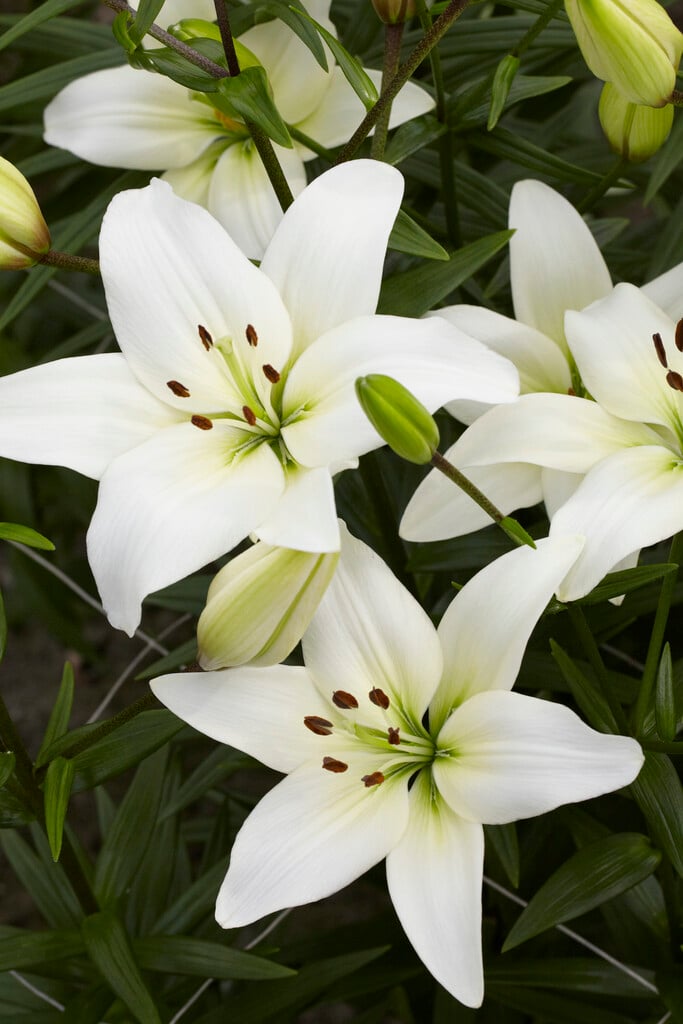 lily 'Navona'