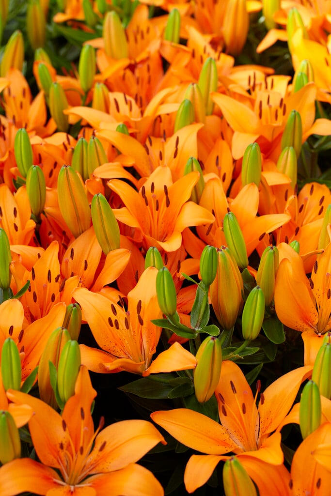 lily 'Orange Matrix'