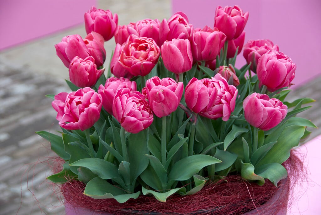 tulip 'Double You'