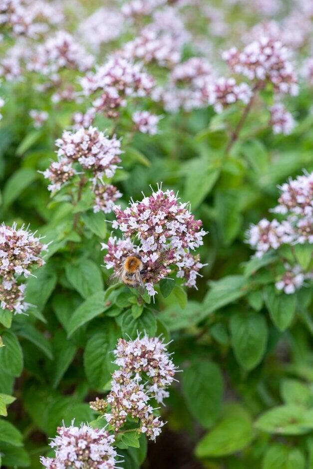 Origanum onites