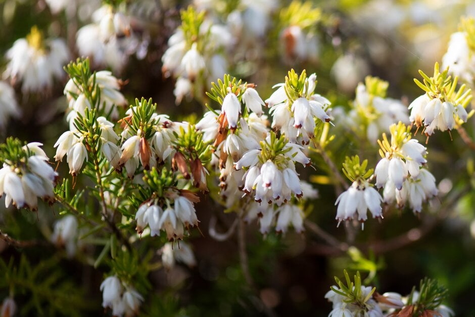 Erica carnea f. alba 'Winter Snow'