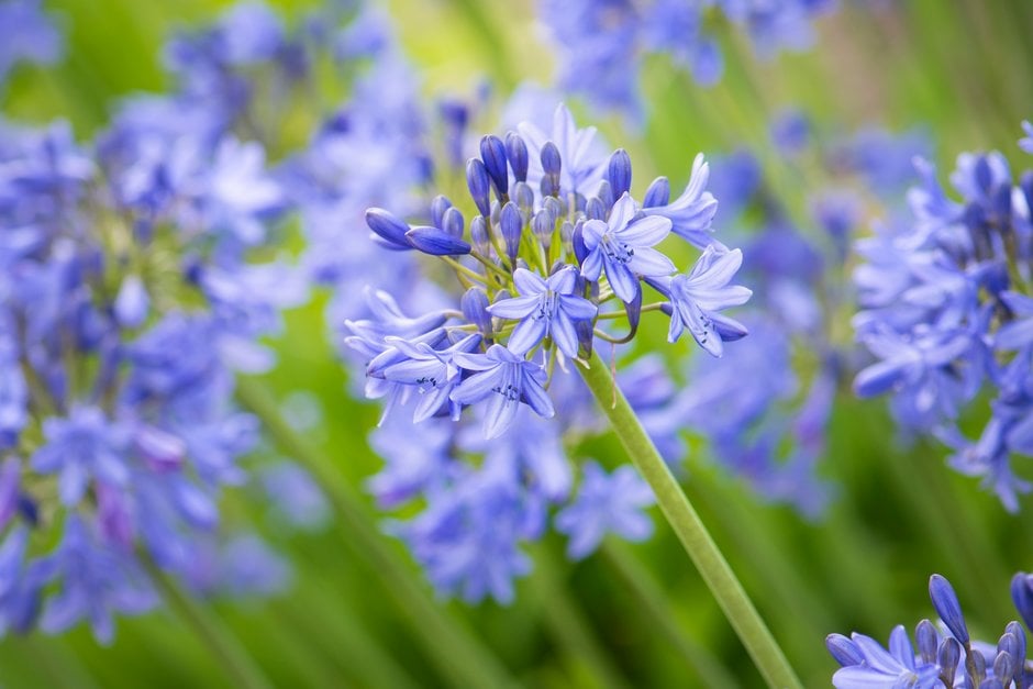 Agapanthus 'Tinkerbell' - Blue Lily-of-the Nile