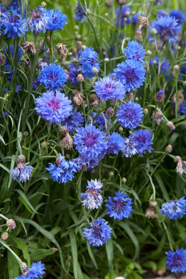 Centaurea cyanus 'Dwarf Blue Midget'