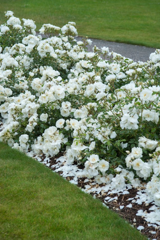 Rosa Flower Carpet White (&Noaschnee&) (GC) rose [Flower Carpet White