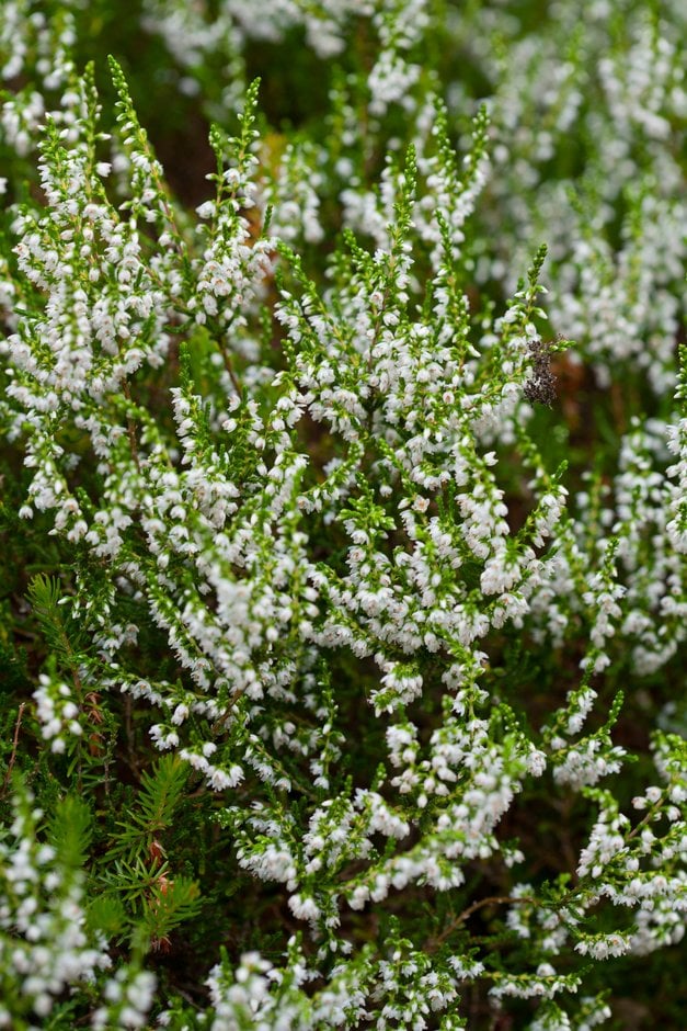 Calluna vulgaris 'White Carpet'