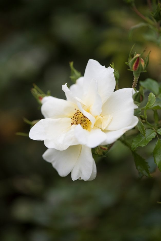ROSE Blossom Series