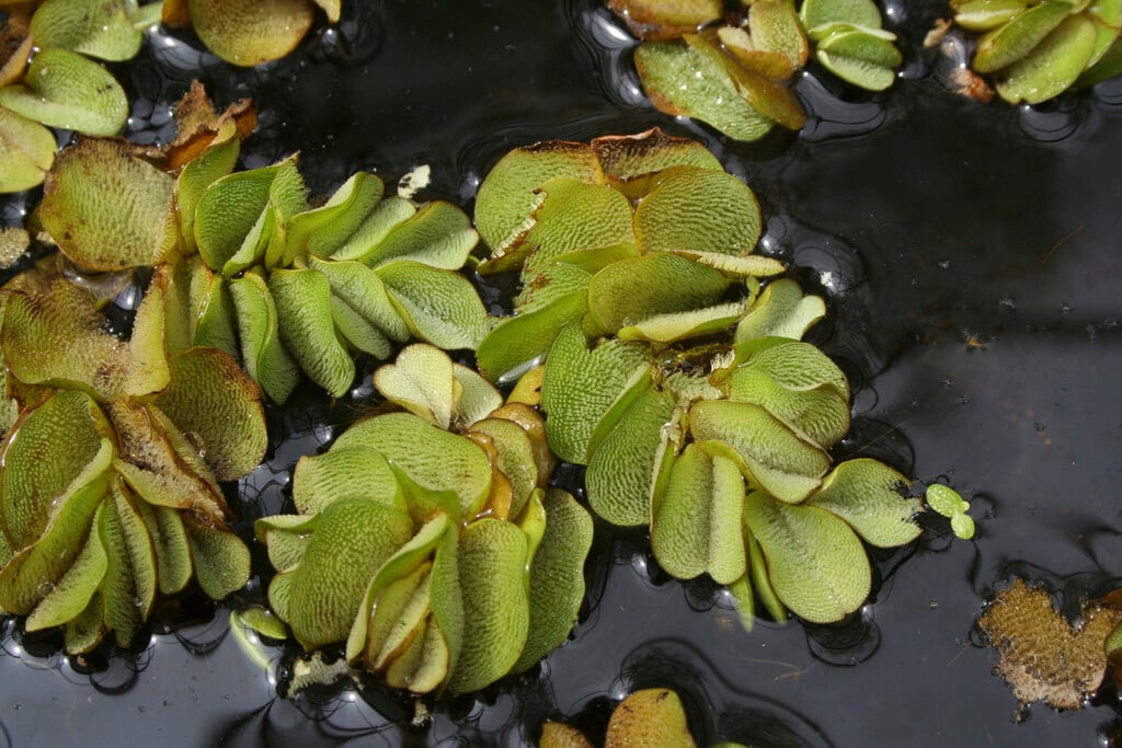 <i>Salvinia</i> <i>natans</i>