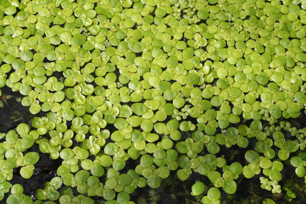 common duckweed